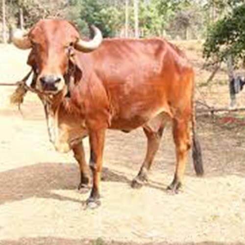 tharparkar cow
